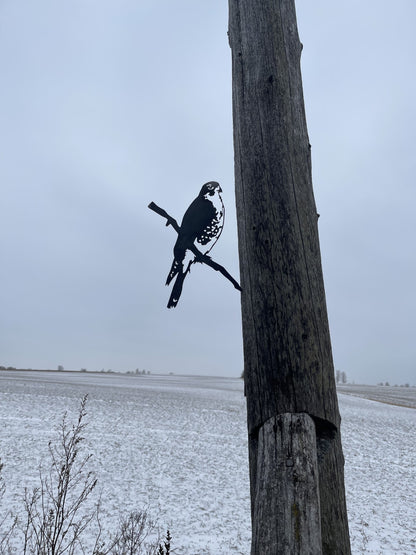 Peregrine Falcon